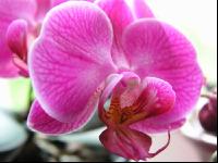 Phalaenopsis 1