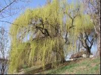Trauerweide 1