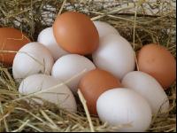 Eier 6