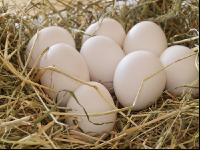 Eier 8