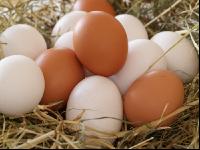 Eier 9