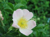 Rose 6