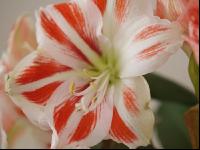 Amaryllis 2