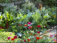 Bauerngarten 8