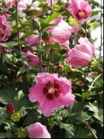Hibiskus 1