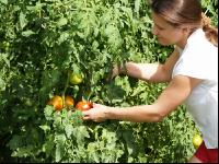 Tomaten ernten 1