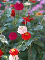 Zinnia 10