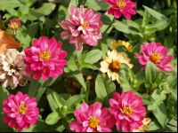 Zinnia 9