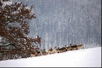 Damwild 14