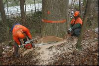 Eiche Fallkerb 7