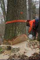 Eiche Fallkerb 10