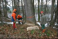 Eiche Fallkerb 12