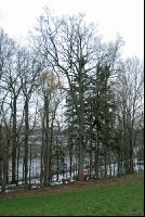 Eiche fällen 1