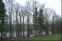 Eiche fällen 2