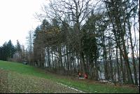 Eiche fällen 3