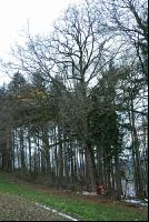 Eiche fällt 1