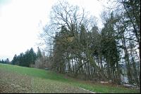 Eiche fällt 2