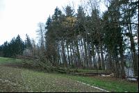 Eiche fällt 4