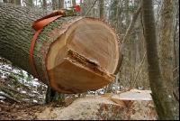 Eiche Gurt 8
