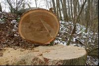 Eiche S Klammer 4