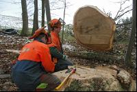 Eiche S Klammer 6
