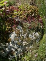 Steingarten 12