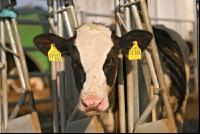 Holstein Kalb 2