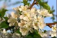 Kirsche Blüte 8
