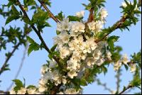 Kirsche Blüte 9