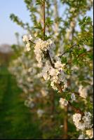 Kirsche Blüte 12