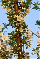 Kirsche Blüte 13