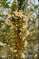 Kirsche Blüte 15