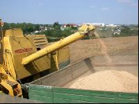 Erbsen Ernte 2