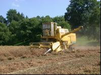 Erbsen Ernte 1