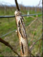 Wein Hagelschaden 1