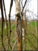 Wein Hagelschaden 2