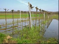 Wein Hochwasser 1