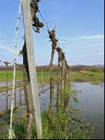 Wein Hochwasser 2
