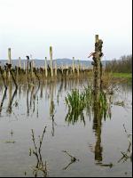 Wein Hochwasser 3