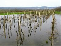 Wein Hochwasser 4