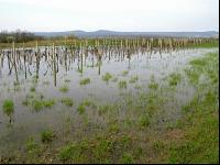 Wein Hochwasser 5