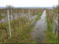 Wein Hochwasser 6