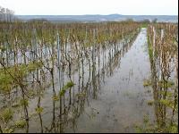 Wein Hochwasser 7