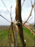 Wein Hagelschaden 6