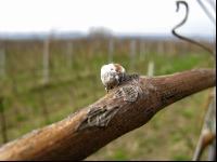 Wein Hagelschaden 5