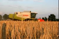 Roggen Ernte J 2