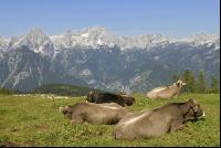 Braunvieh Alm 1