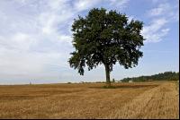 Eiche 1