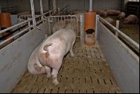 Sauen Ad libidum 15