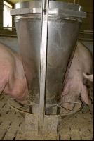 Sauen Ad libidum 2